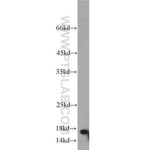 UBE2N Rabbit Polyclonal Antibody (10243-1-AP)