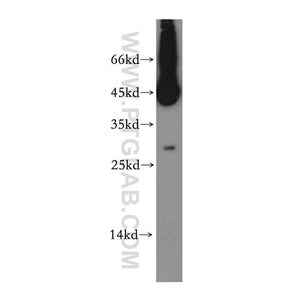 TSPAN12 Rabbit Polyclonal Antibody (12812-1-AP)