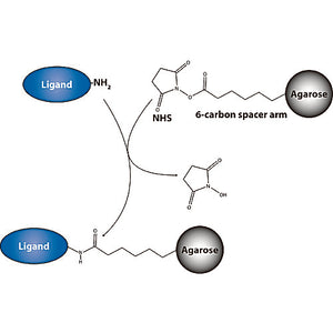 NHS-Activated Agarose (Dry Form)
