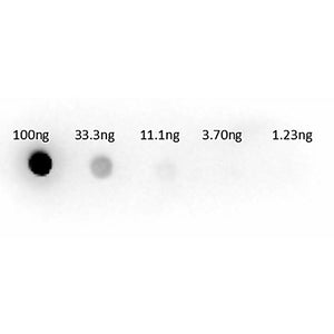 Anti-ASPARTATE TRANSAMINASE (AST) (SHEEP) Antibody Peroxidase Conjugated