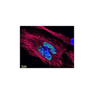 Anti-Chicken IgG (H&L) (GOAT) Antibody DyLight™