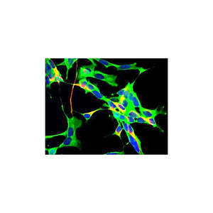 Anti-Glyceraldehyde-3-Phosphate Dehydrogenase (GAPDH) (Mouse) Monoclonal Antibody, 100µg, Liquid (sterile filtered)