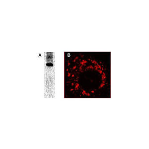 Anti-SARS-CoV Nonstructural Protein 8 (nsp8) (RABBIT) Antibody, 100µL, Liquid (sterile filtered)