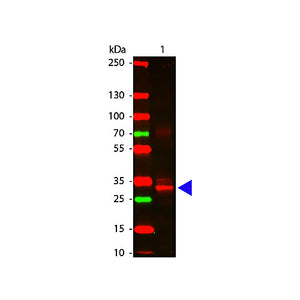 Anti-L-ASPARAGINASE (RABBIT) Antibody, 2mL, Lyophilized