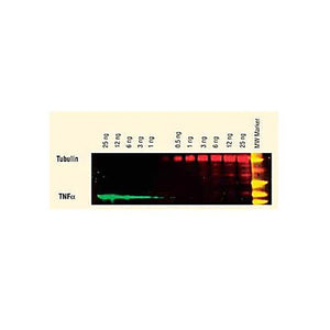 Anti-SHEEP IgG (H&L) (DONKEY) Antibody DyLight™ 549 Conjugated (Min X Ch GP Ham Hs Hu Ms Rb & Rt Serum Proteins), 100µg, Lyophilized