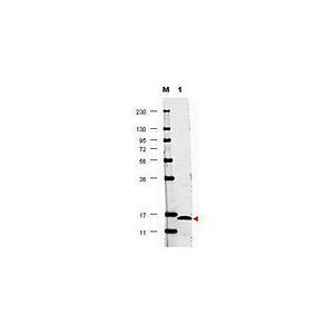 Anti-Human IL-17F (RABBIT) Antibody, 100µg, Lyophilized