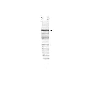 Anti-CDC27 (RABBIT) Antibody, 100µg, Liquid (sterile filtered)