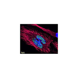 Anti-MOUSE IgG (H&L) (DONKEY) Antibody DyLight™ 488 Conjugated (Min X Bv Ch Gt GP Ham Hs Hu Rb Rt & Sh Serum Proteins), 100µg, Lyophilized