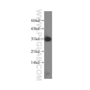PSME2 Rabbit Polyclonal Antibody (12937-2-AP)
