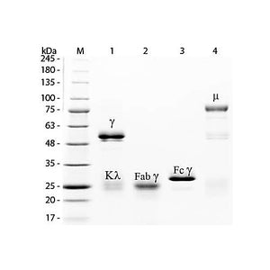 RABBIT IgG F(ab')2 fragment Fluorescein conjugated, 1mg