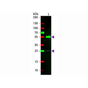 Fab Anti-HUMAN IgG (H&L) (RABBIT) Antibody Rhodamine Conjugated, 500µL, Lyophilized