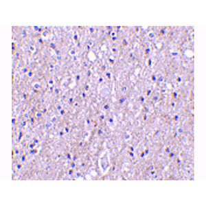 CTRP4 Antibody internal 100µg