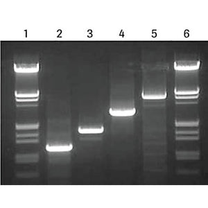 ROCHE High Fidelity PCR Master