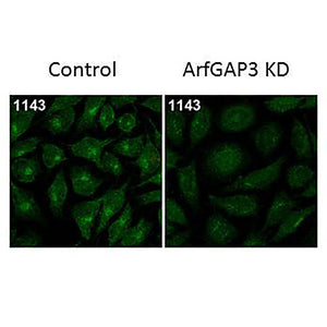 Anti-ARFGAP3 (RABBIT) Antibody