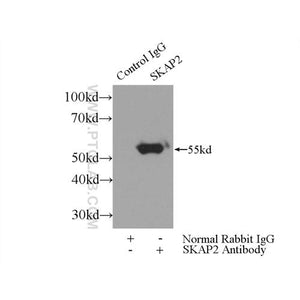 SKAP2 Rabbit Polyclonal Antibody (12926-1-AP)