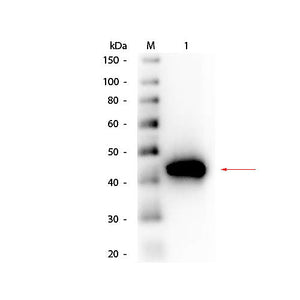 Anti-PEPSIN (GOAT) Antibody Peroxidase Conjugated