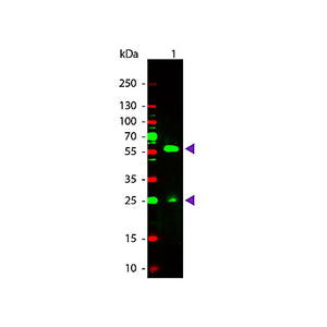 Anti-BIOTIN (RABBIT) Antibody Rhodamine Conjugated, 100µL, Lyophilized