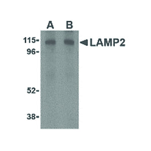 Anti-LAMP2 (RABBIT) Antibody, 100µg, Liquid (sterile filtered)