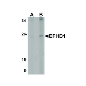 Anti-EFHD1 (RABBIT) Antibody, 100µg, Liquid (sterile filtered)