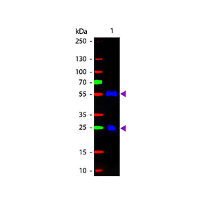 F(ab')2 Anti-GOAT IgG (H&L) (RABBIT) Antibody Fluorescein Conjugated Min X Human Serum Proteins, 500µg, Lyophilized