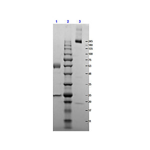 MOUSE IgA Kappa (?) isotype control, 1mg