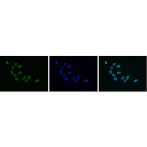 Anti-HP1 alpha, beta, gamma (RABBBIT) Antibody, 50µg, Liquid (sterile filtered)