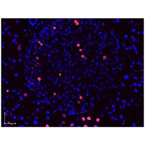 Anti-BrdU (RABBIT) Antibody, 100µg, Liquid (sterile filtered)