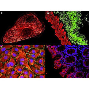 Anti-MOUSE IgG (H&L) (GOAT) Antibody ATTO 532 Conjugated (Min X Bv Ch Gt GP Ham Hs Hu Rb Rt & Sh Serum Proteins), 100µg, Lyophilized