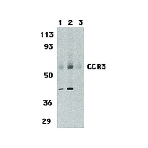 CCR3 Antibody nterm 100µg