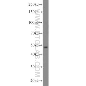 PACSIN3 Rabbit Polyclonal Antibody (10639-1-AP)
