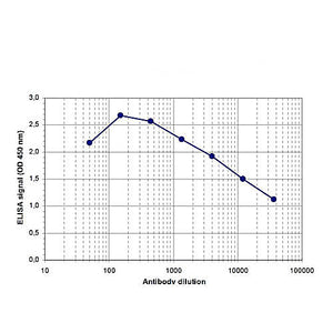 Anti-PAPOLA (RABBIT) Antibody, 100µL, Liquid (sterile filtered)