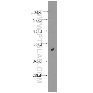 HAT1 Rabbit Polyclonal Antibody (11432-1-AP)