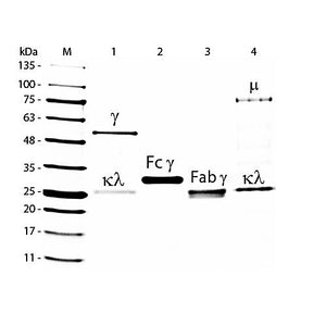 GOAT IgG whole molecule Fluorescein conjugated, 1mg