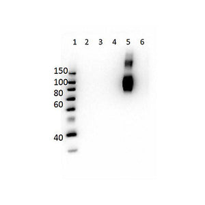 Anti-HbF (MOUSE) Monoclonal Antibody