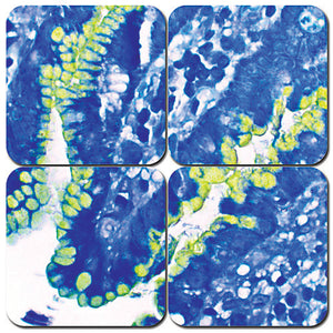 Helicostat Stain Kit