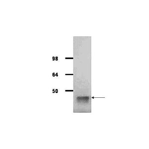 Anti-ALDOLASE [Rabbit Muscle] (GOAT) Antibody