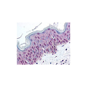 Anti-HMGN pS20/pS24 (RABBIT) Antibody, 100µg, Liquid (sterile filtered)