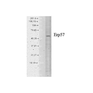 Anti-Erp57 (Grp58) (MOUSE) Monoclonal Antibody, 200µg, Liquid (sterile filtered)