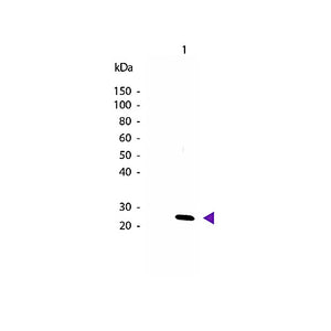 Anti-Mouse IL-27/p28 (RABBIT) Antibody