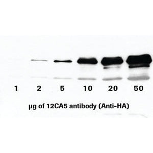 ROCHE Anti-HA (12CA5), from mouse IgG2bK