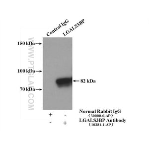 LGALS3BP Rabbit Polyclonal Antibody (10281-1-AP)