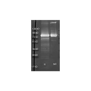 Anti-MALTOSE PHOSPHORYLASE (E.coli) (GOAT) Antibody Biotin Conjugate