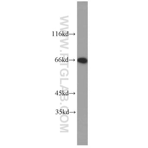 LMNB2 Rabbit Polyclonal Antibody (10895-1-AP)