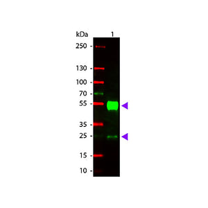 Anti-MOUSE IgG (H&L) (GOAT) Antibody Rhodamine Conjugated (Min X Human Serum Proteins), 2mg, Lyophilized