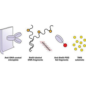ROCHE Cellular DNA Fragmentation ELISA