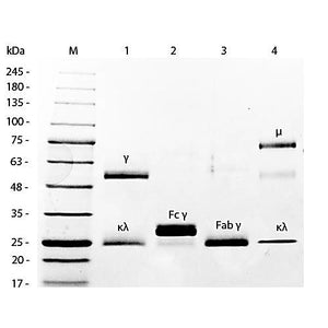 MOUSE IgG F(c) fragment Biotin conjugated, 1mg