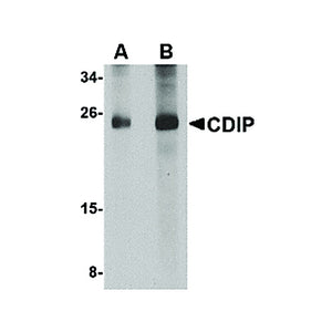 CDIP Antibody internal-16 100µg
