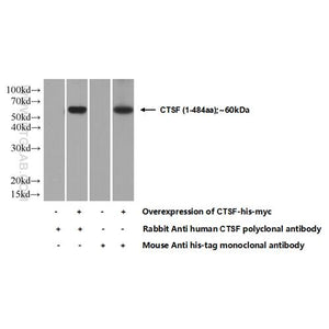 CTSF Rabbit Polyclonal Antibody (11055-1-AP)