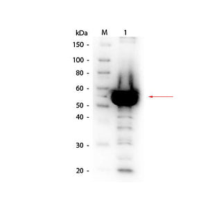 Anti-ALPHA AMYLASE (Bacillus amyloliquefaciens) (RABBIT) Antibody Biotin Conjugated