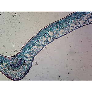 Prepared Microscope Slide,Angiosperms Leaves, Dicot C.S.